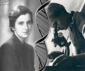 Puzzle Ρόζαλιντ Φράνκλιν (1920-1958), πρωτοπόρος στην έρευνα του DNA
